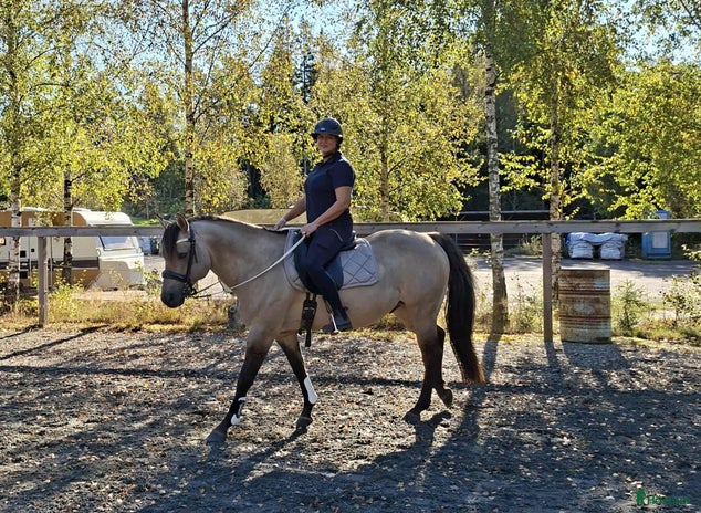 hästar Quarter Hingst ev, bytes mot Unghäst? i Ödsmål - Annons 11
