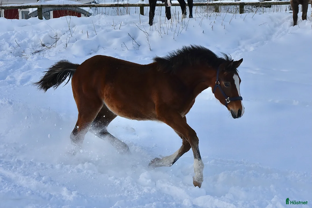Dressyr hästar till salu: Vackert ungsto för dressyr i Partille - Annons 11