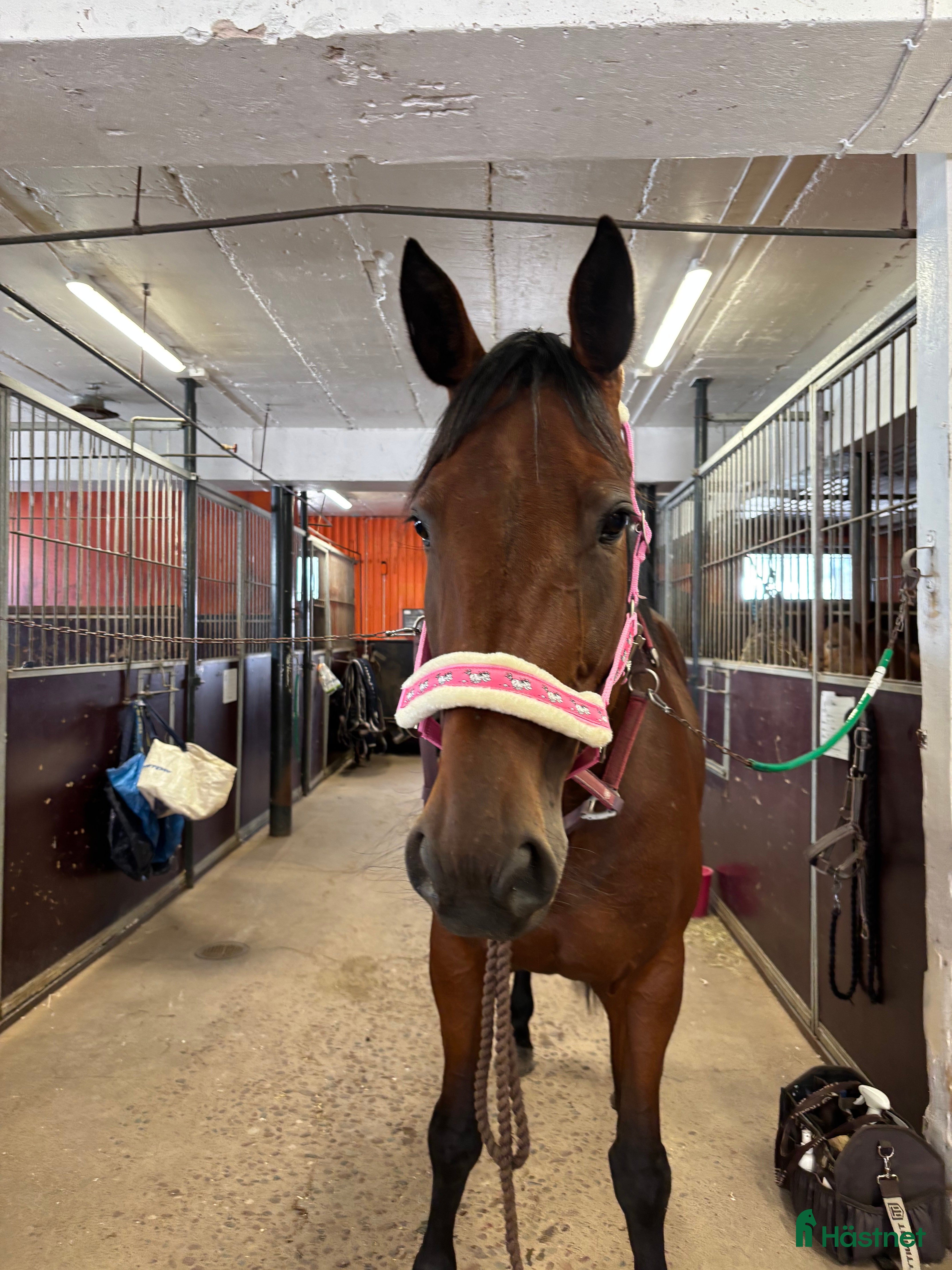  hästar Travare till ridning eller sällskap i Rättvik - Annons 12