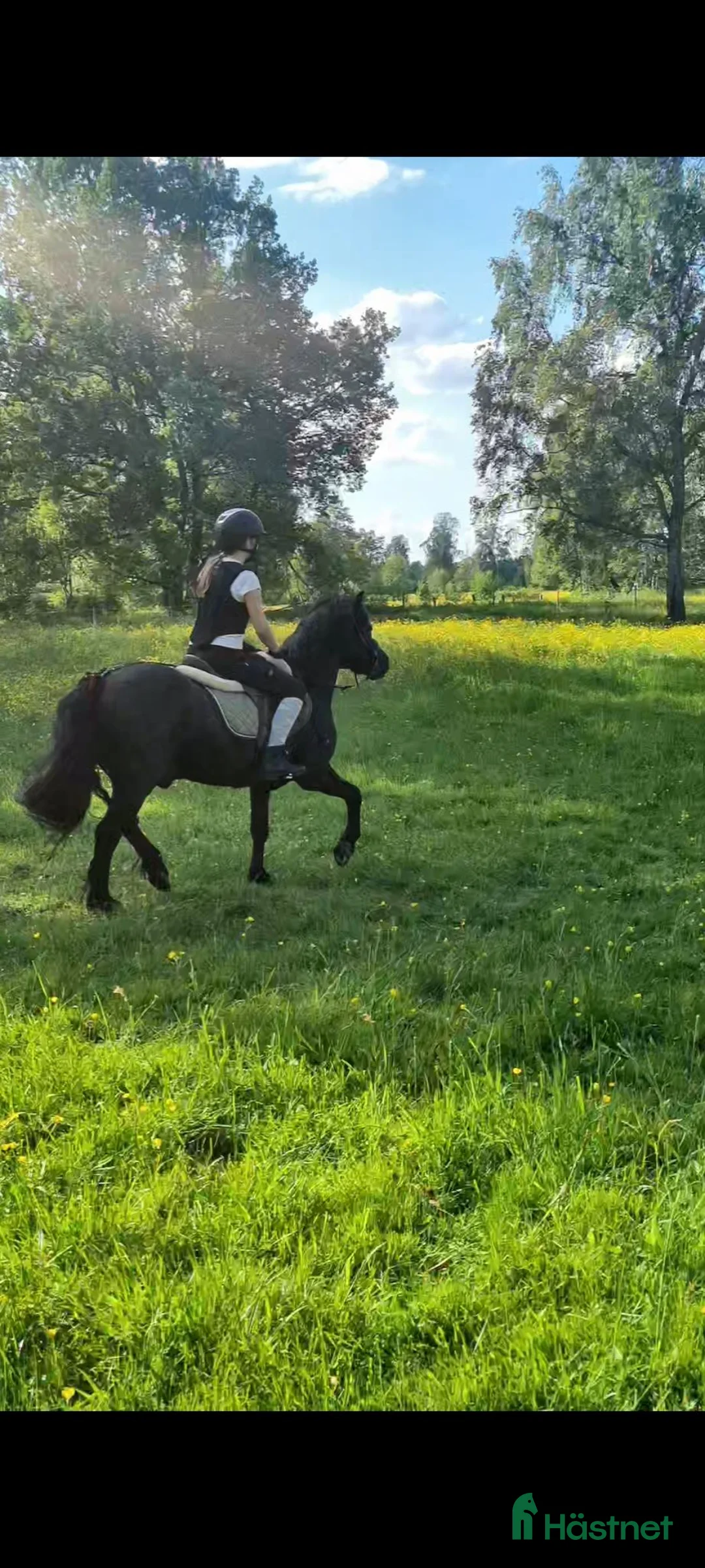 Allround hästar till salu: Snäll barnponny - Annons 3