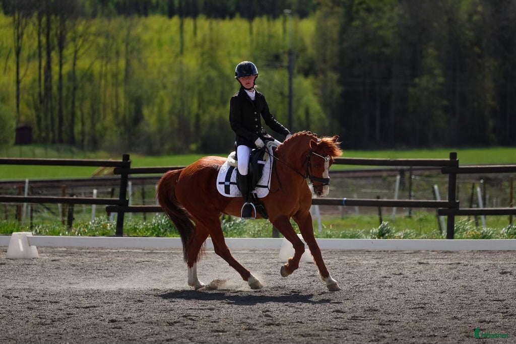  hästar Bästis sökes i Kil - Annons 21