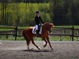 hästar Bästis sökes i Kil - Annons 2
