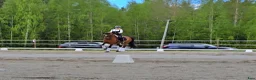 Dressyr hästar sökes: Unghäst/unghästar  - Annons 2
