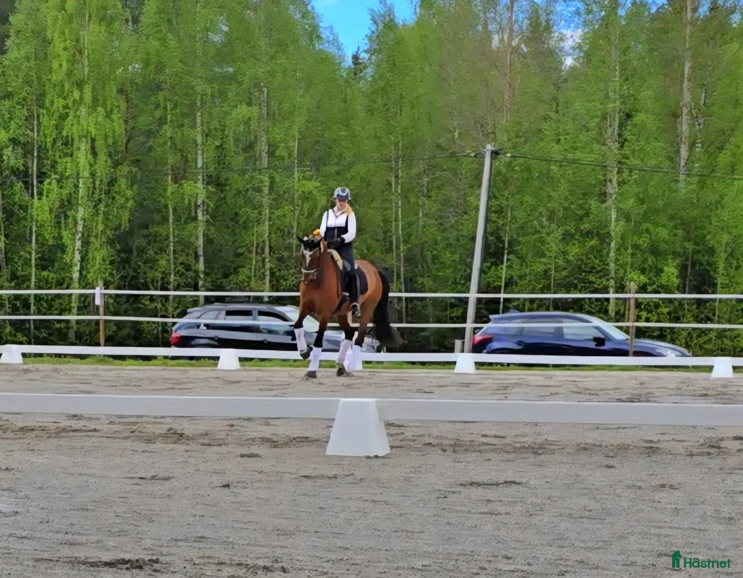 Dressyr hästar sökes: Unghäst/unghästar  - Annons 2