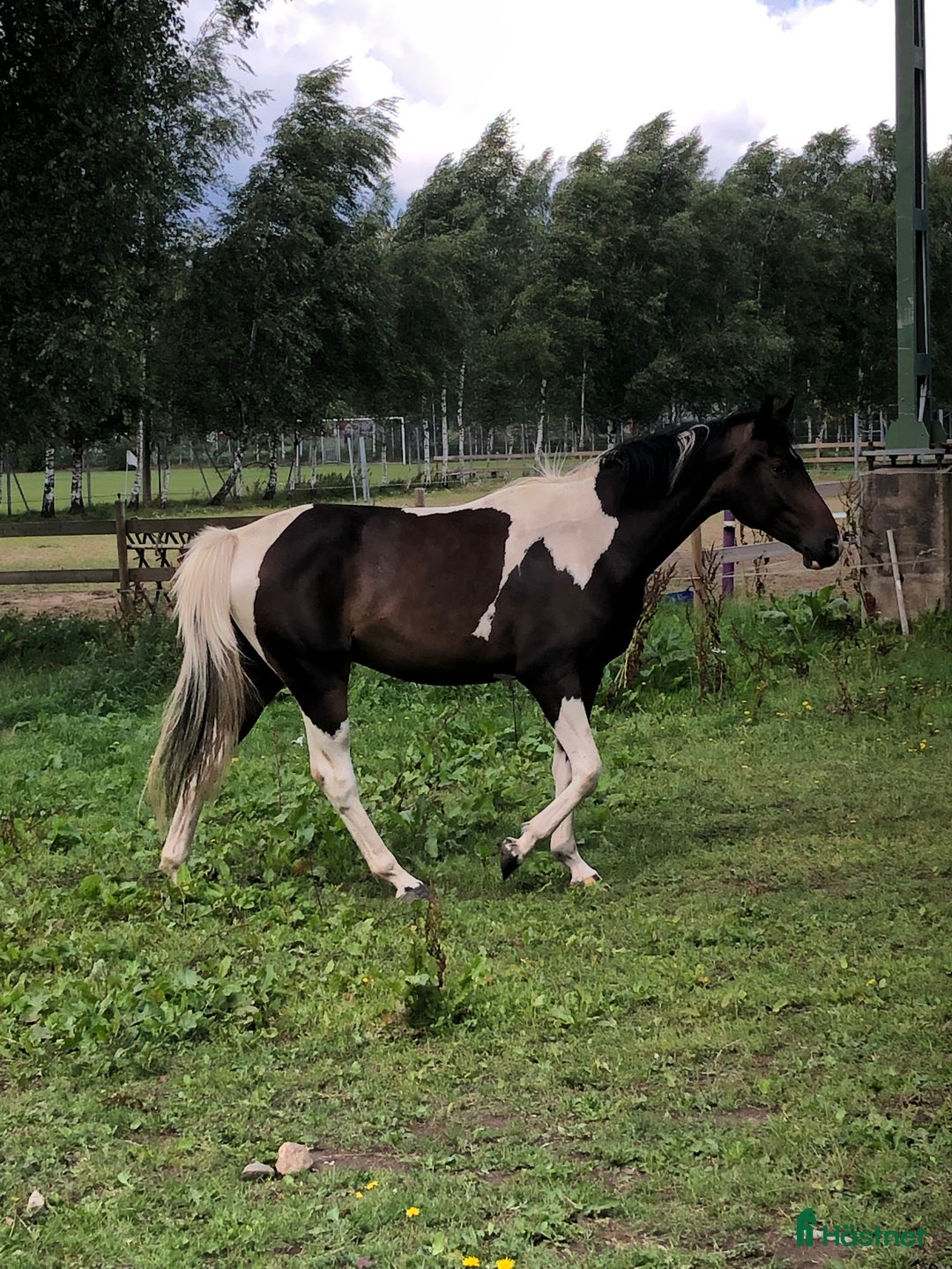 Allround hästar till salu: Fodervärd  i Tollarp - Annons 2