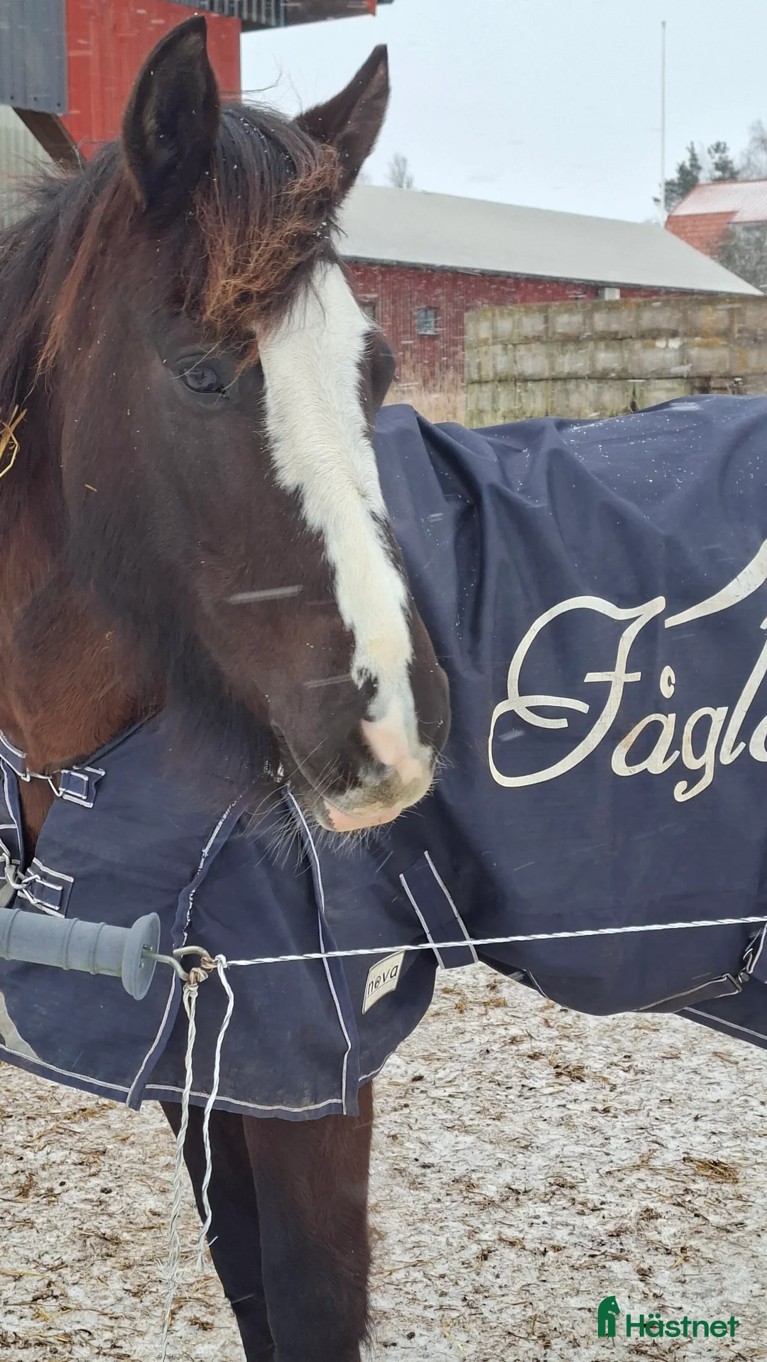 Allround hästar till salu: Mycket fin stammat kallblodsto Avel//skogsmulle i Säffle - Annons 5