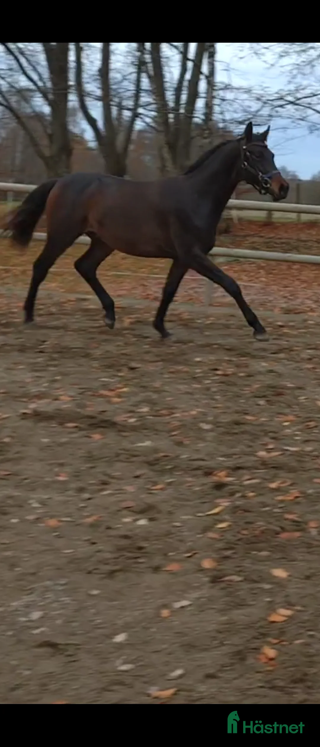 Dressyr hästar till salu: Valack-24 i Hörby - Annons 4