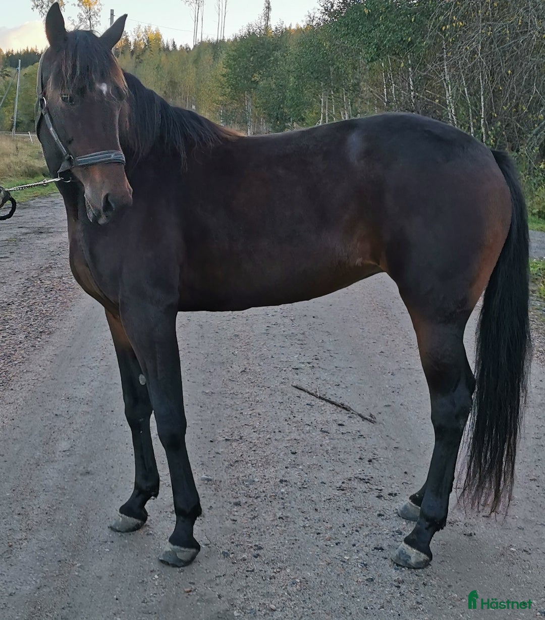 Övrigt hästar till salu: Söker nytt förstklassigt hem! i Njurunda - Annons 2