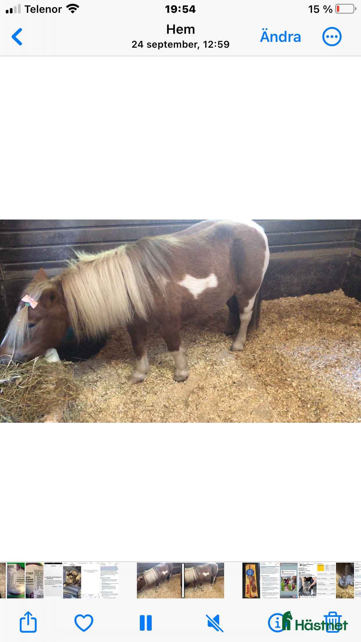  hästar Sällskap till äldre shettissto sökes - Annons 2