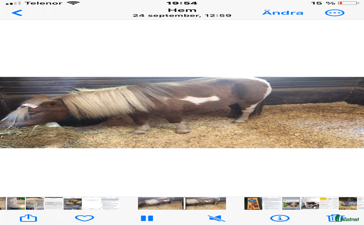  hästar i Tving - Annons 5