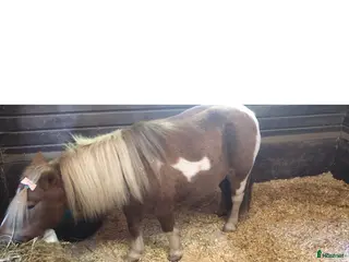 hästar Sällskap till äldre shettissto sökes - Annons 10