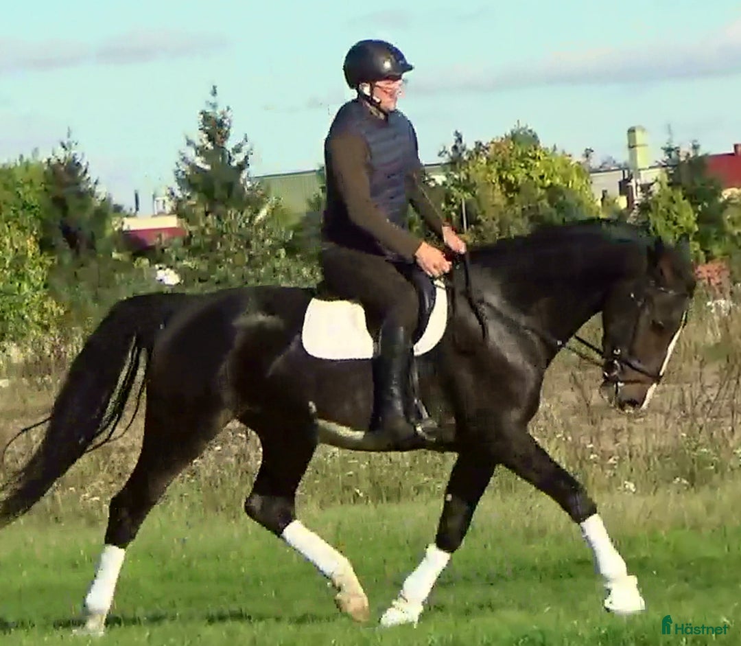 Allround hästar till salu: Dressage/driving Star with 4 white socks i Örsundsbro - Annons 2