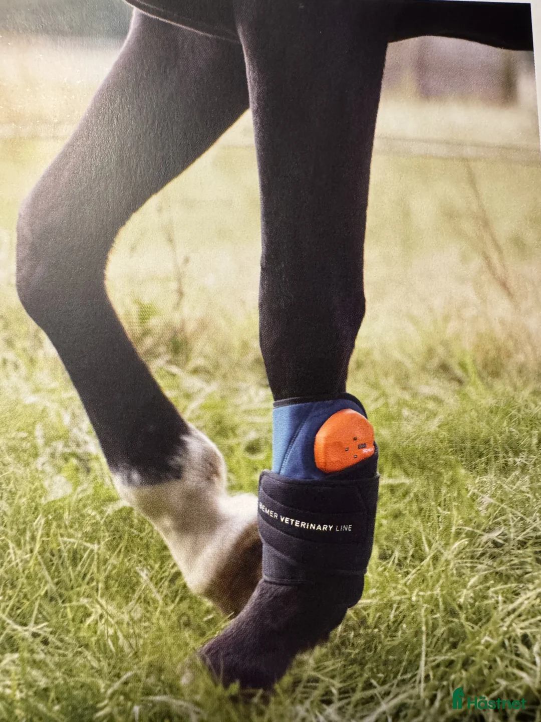 Övrig utrustning övrig utrustning till salu: Bemer till häst - terapikoncept i Ockelbo - Annons 2