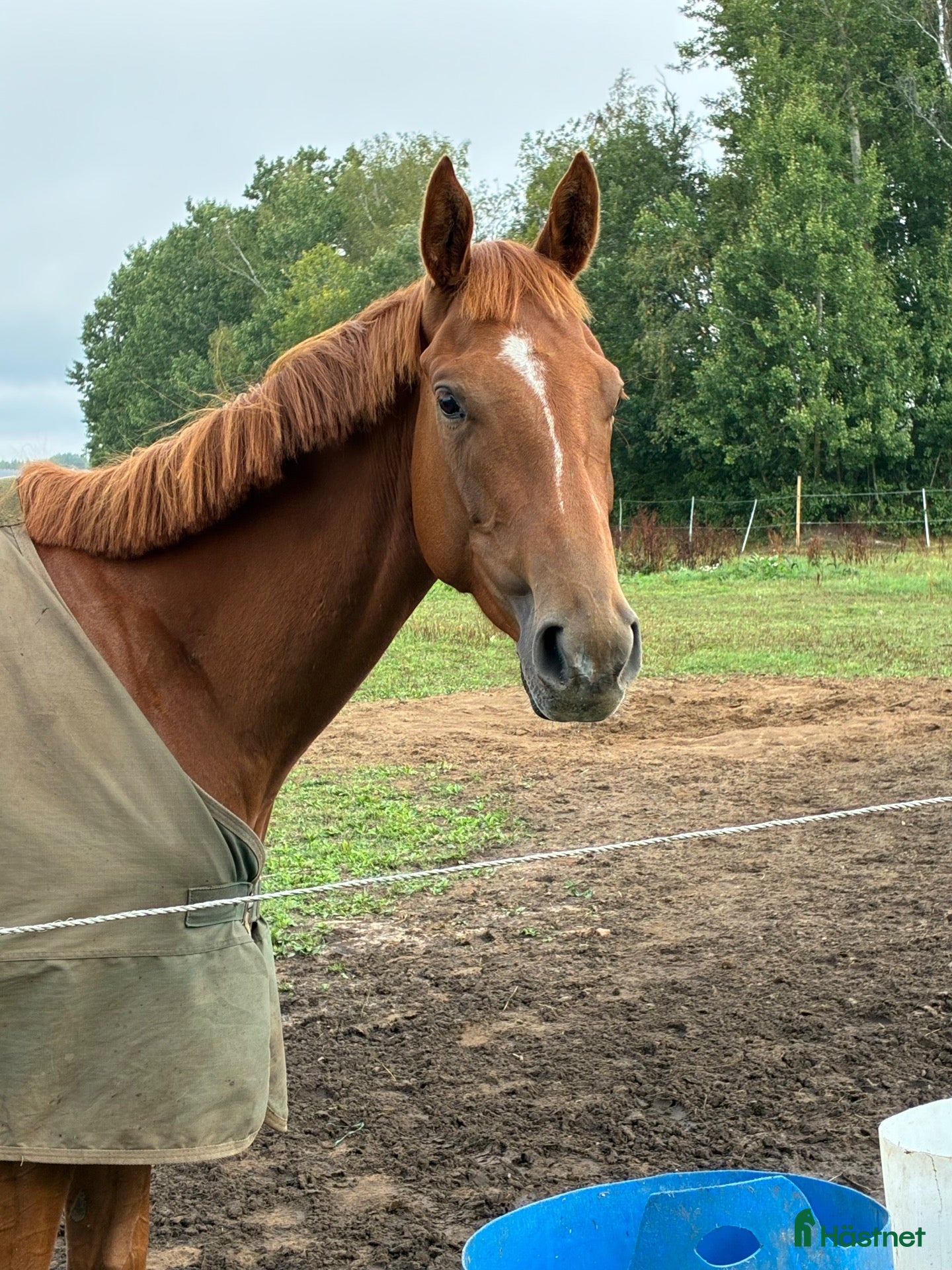  hästar Värdens snällaste mysigaste häst  - Annons 11