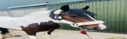 Allround hästar till salu: Coloured D pony - Annons 20