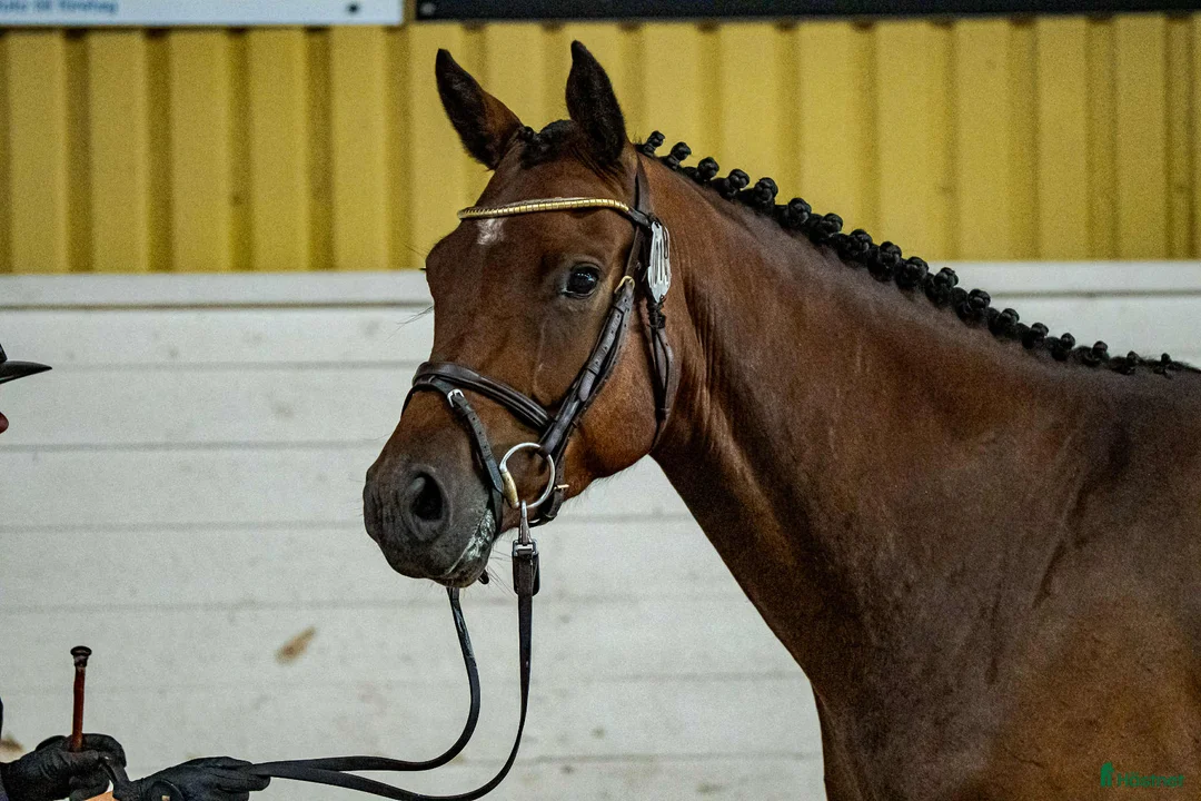 Hoppning hästar till salu: Diplomsto för toppsporten, besiktad+röntgad. i Tollarp - Annons 2