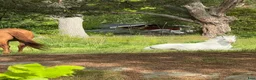  stallplats finnes: Ledig stallplats på Stall Bullandö - Annons 5