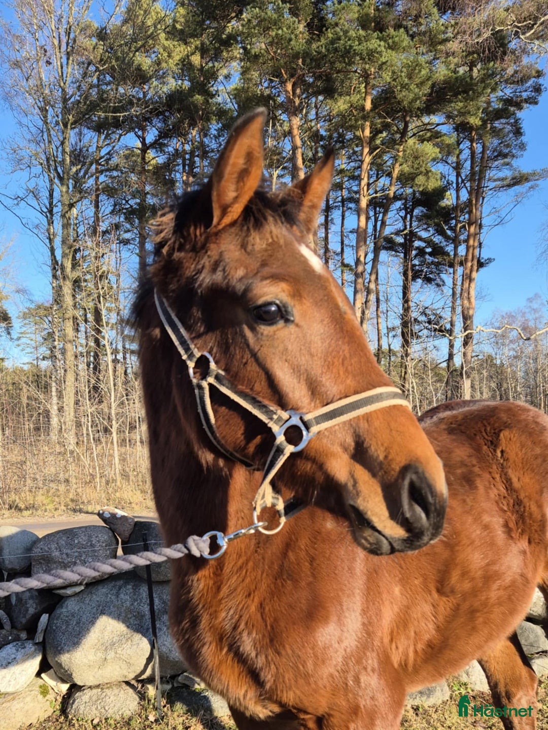 Hoppning hästar till salu: Sto född 2024 i Stånga - Annons 5