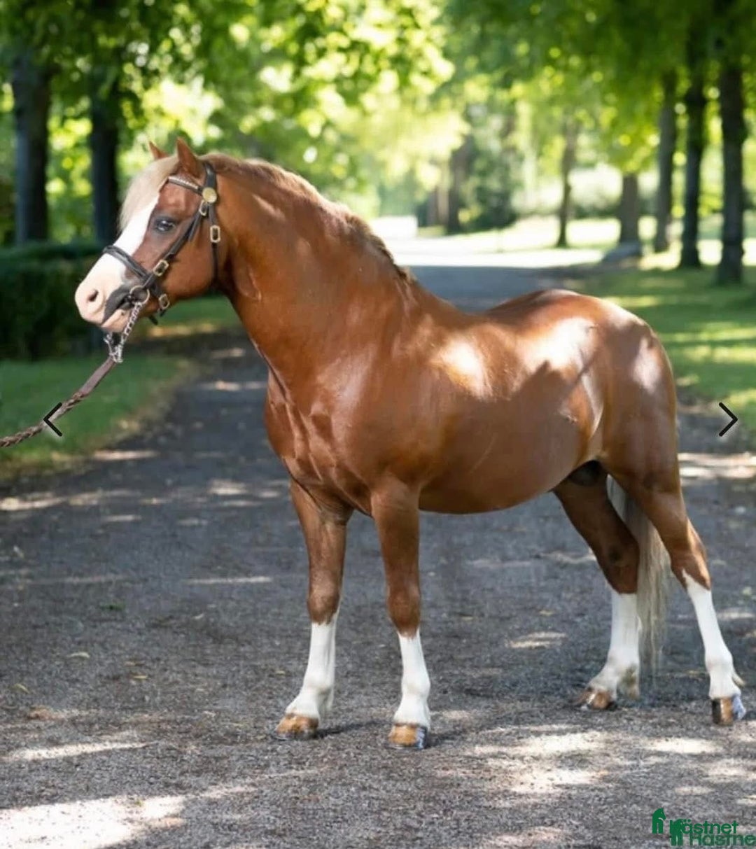  avel finnes: Hingstar i avel  i Limmared - Bild 6