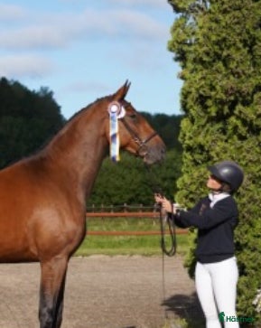  hästar Mkt fint sto till salu i Tungelsta - Annons 15