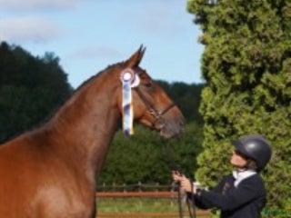 hästar Mkt fint sto till salu i Tungelsta - Annons 6