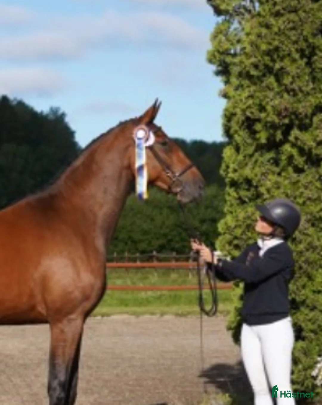 Hoppning hästar till salu: Mkt fint sto till salu i Tungelsta - Annons 1