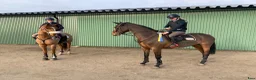 Hoppning hästar sökes: Samarbete sökes - Annons 1