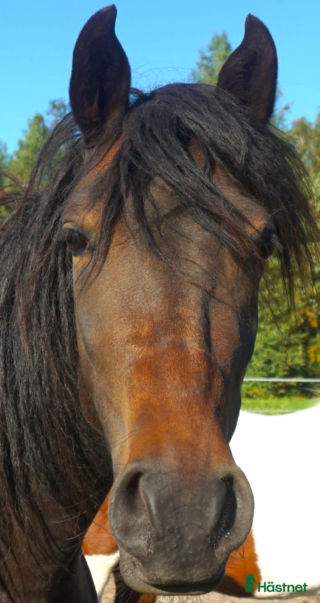 Allround hästar till salu: 5 Paso Finos en eller fler - Annons 6