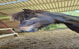 Island hästar till salu: Fint sto  i Sölvesborg - Annons 3