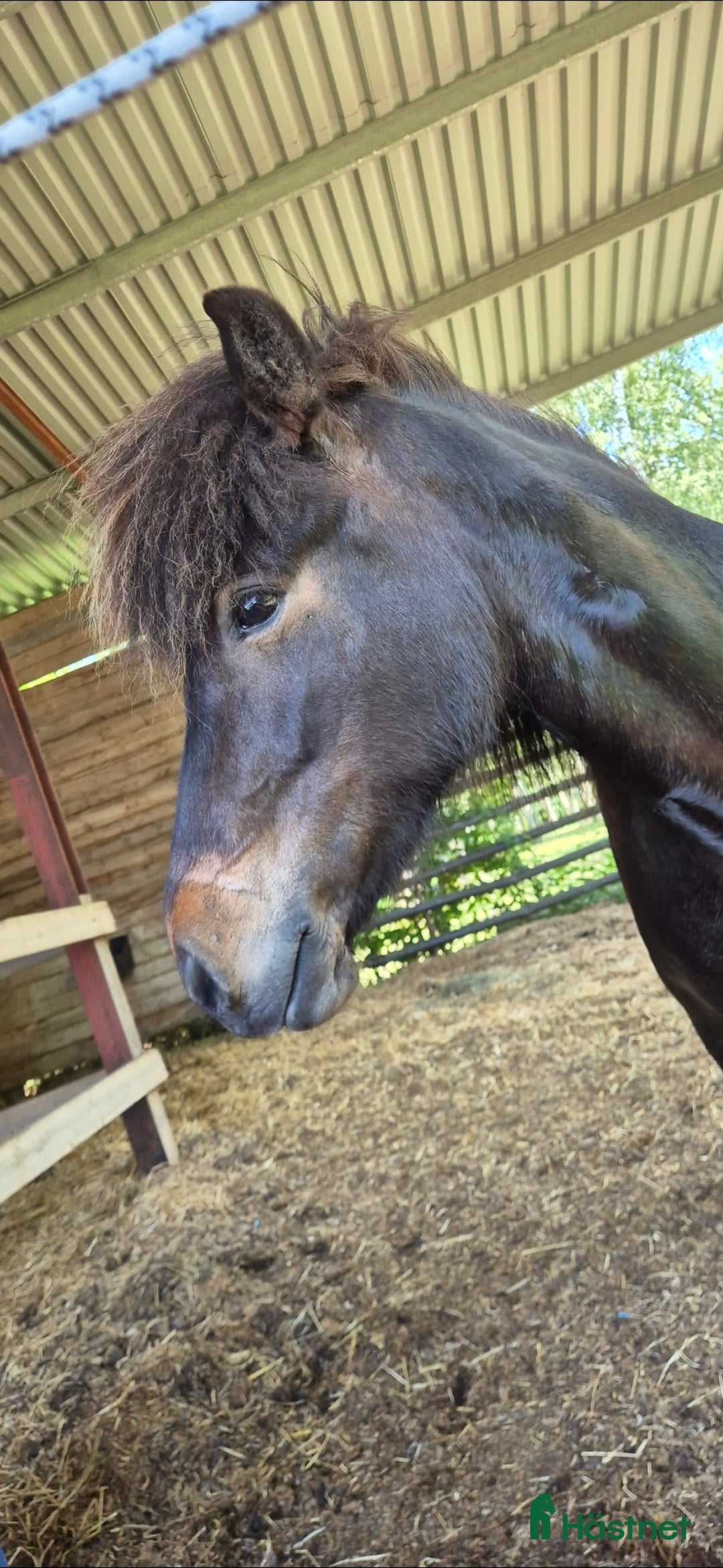 Island hästar till salu: Fint sto  i Sölvesborg - Annons 3