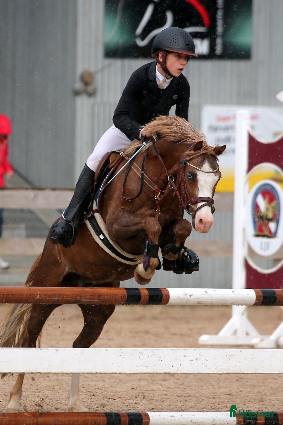 Hoppning hästar till salu: Welsh pony for sport i Stockholm - Annons 12