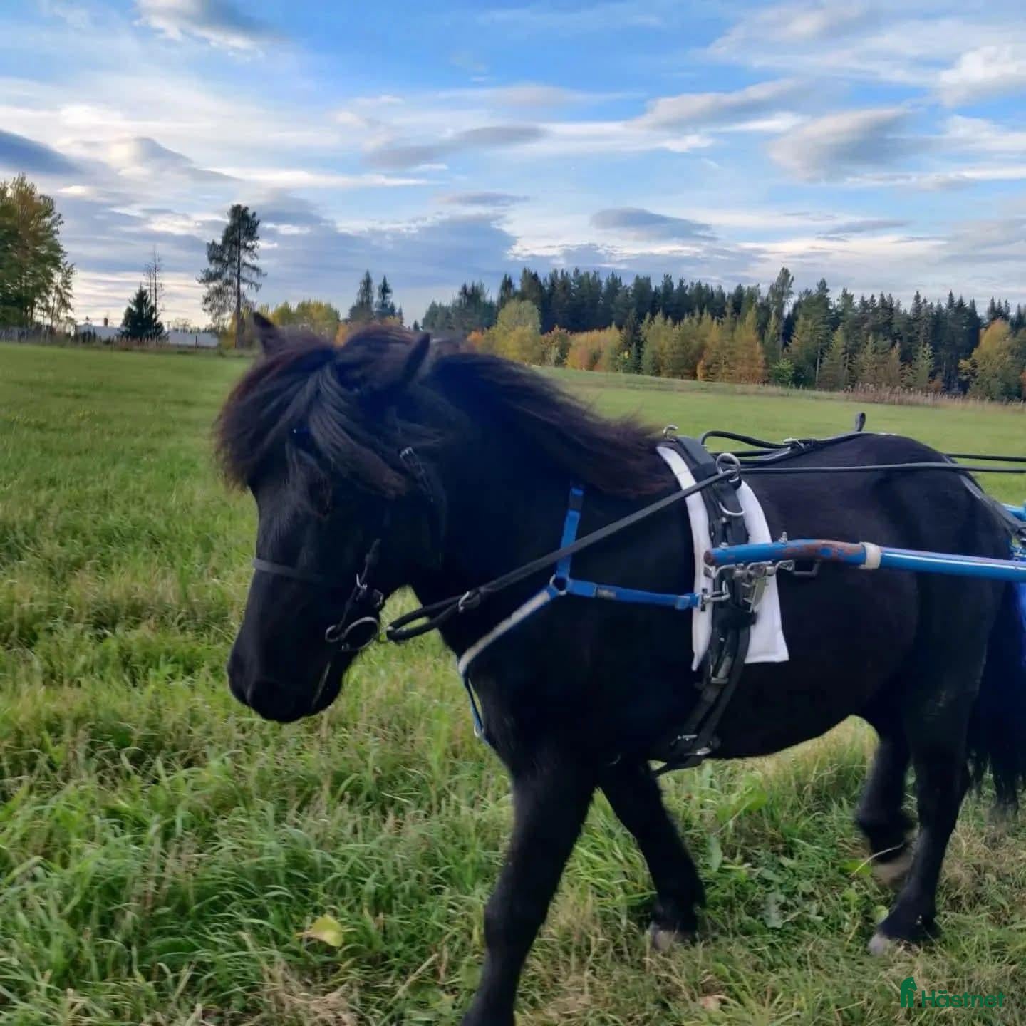  hästar Travponny  - Annons 2