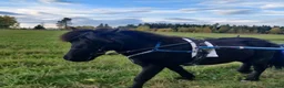 Trav hästar till salu: Travponny  - Annons 1