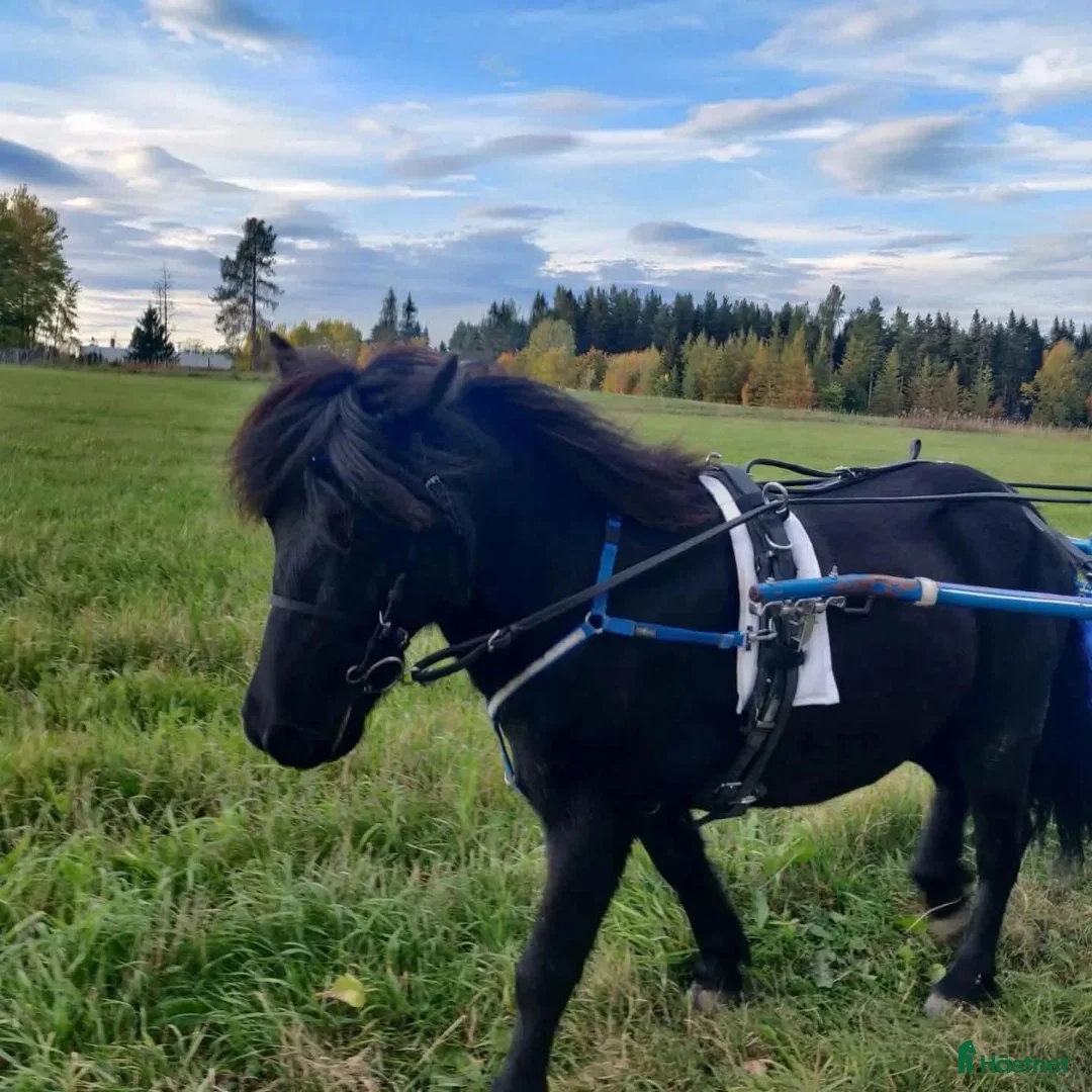 Trav hästar till salu: Travponny  - Annons 1