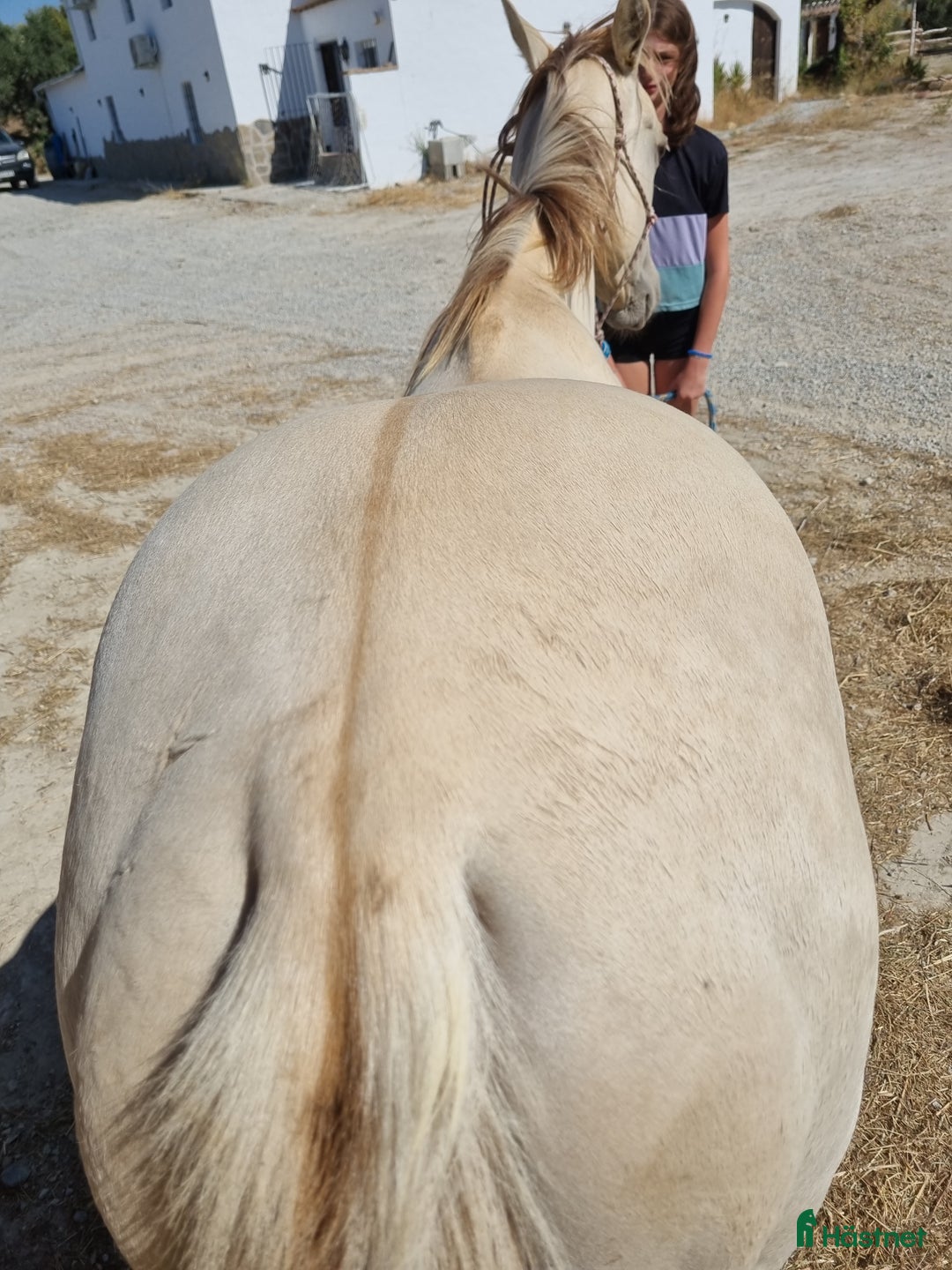 Allround hästar till salu: APHA Sto  i Slöinge - Annons 3