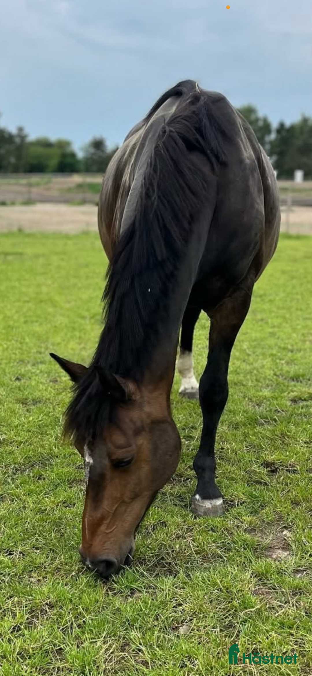 Avelshästar hästar till salu: Top avlshoppe sælges, hophest - Annons 11