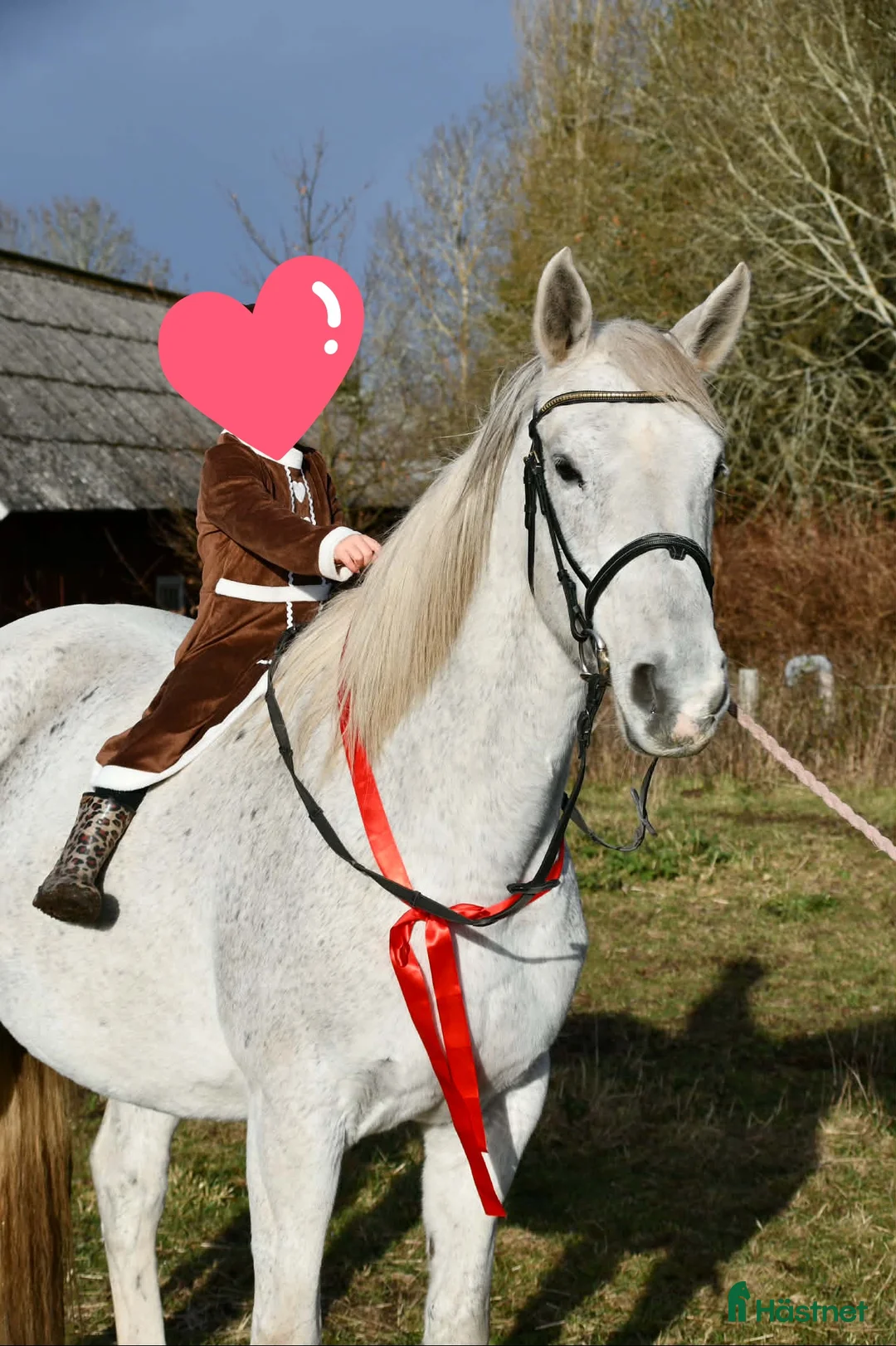 Övrigt hästar till salu: Underbart sto - Annons 2