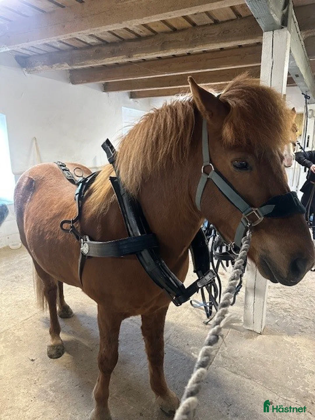 Körselar körning till salu: jätte fin Loksele m Tömmar o FRAKT - Annons 3