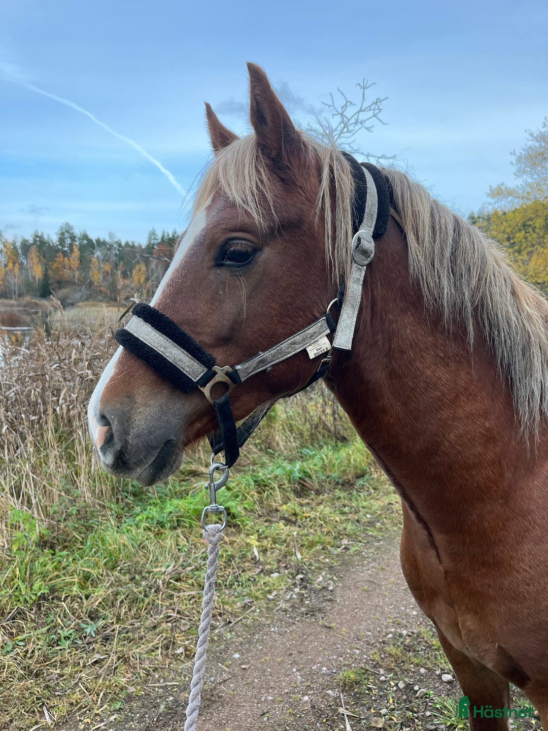 Allround hästar till salu: Welsh Cob valack  i Åtvidaberg - Annons 4