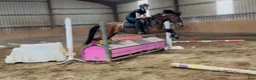 Allround hästar till salu: Connemara gelding 148cm - Annons 8