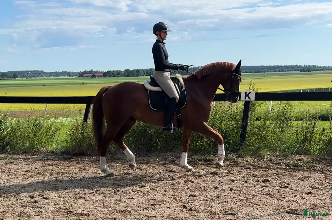  hästservice finnes: Förmedling, utbildning, träning, tävling i Skultuna - Annons 4