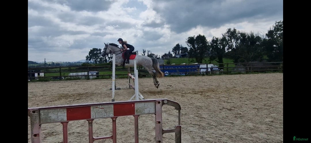 Hoppning hästar till salu: Amazing pony i Göteborg - Annons 9