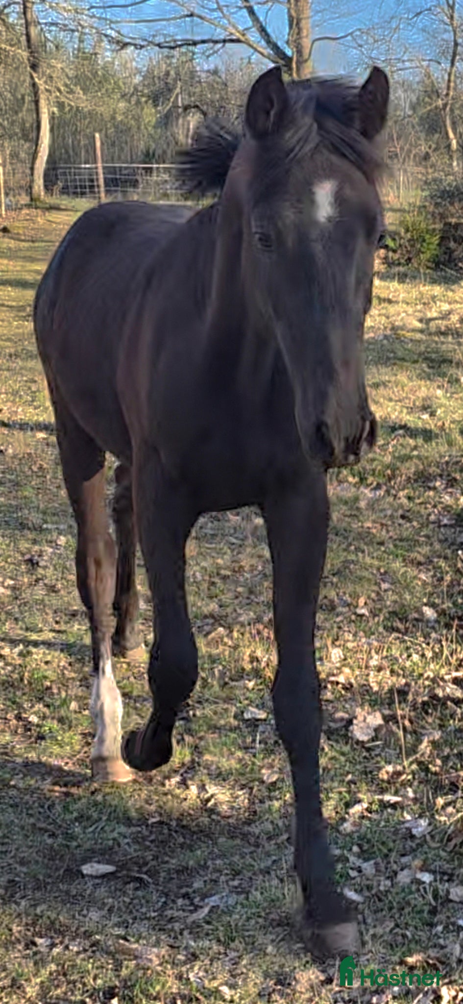  hästar ✨️ Framtiden ✨️ - Annons 3