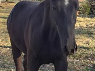 hästar ✨️ Framtiden ✨️ - Annons 10