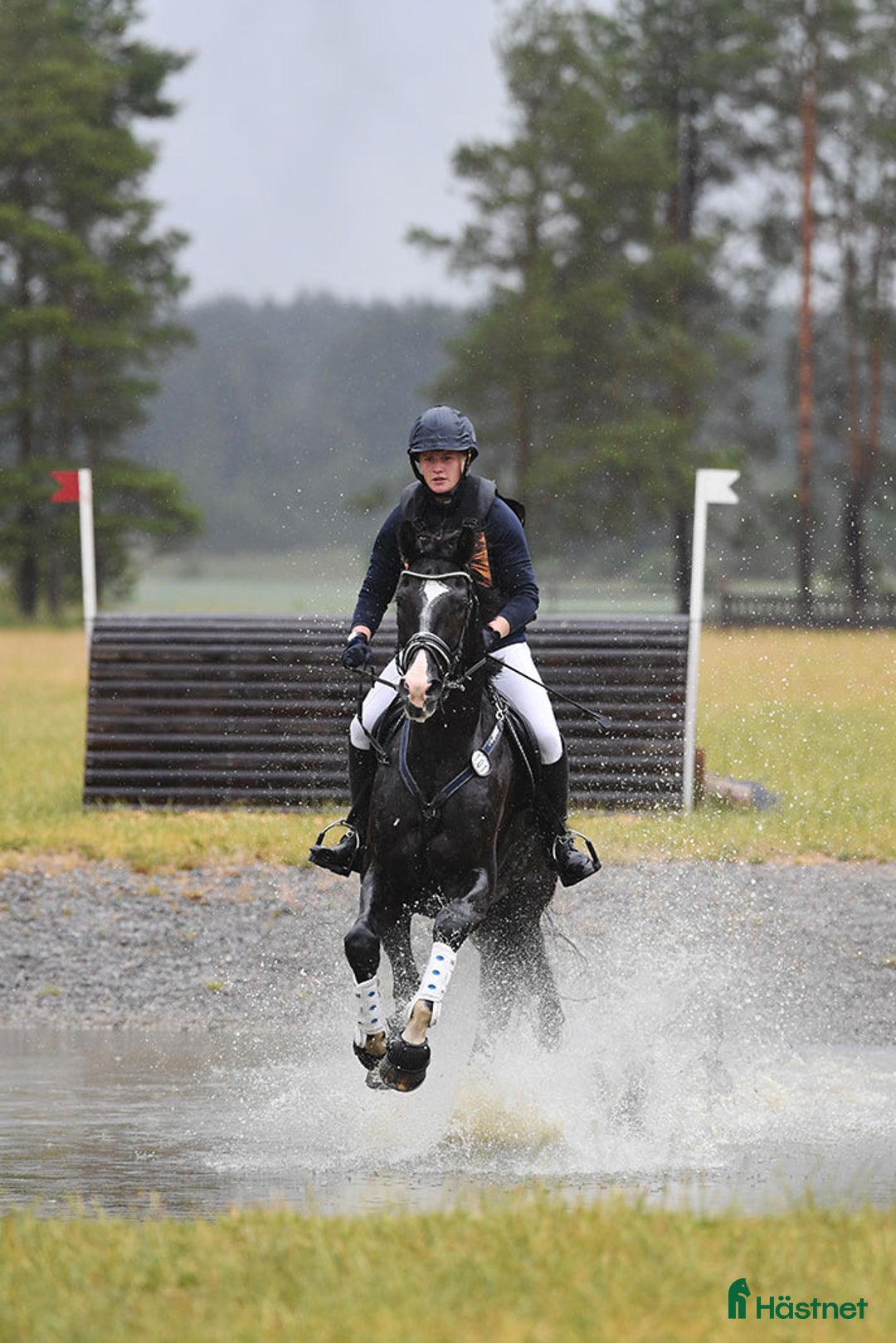 Avelshästar hästar till salu: Läromästare eller lyxig hobbyhäst  - Annons 3