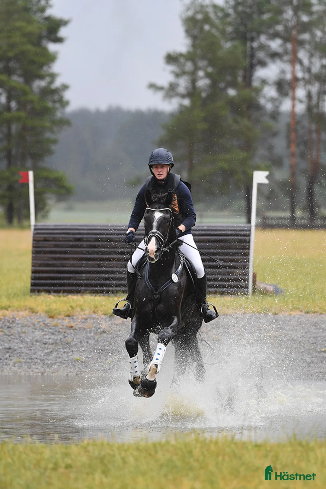 Avelshästar hästar till salu: Läromästare eller lyxig hobbyhäst  - Annons 3