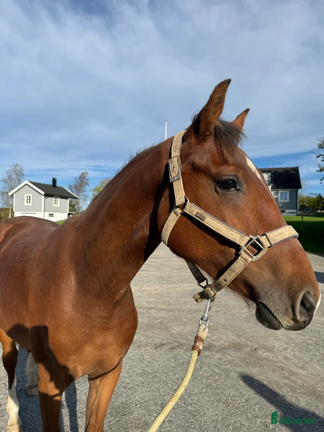 Hoppning hästar till salu: Lovande unghäst för framtiden! - Annons 2