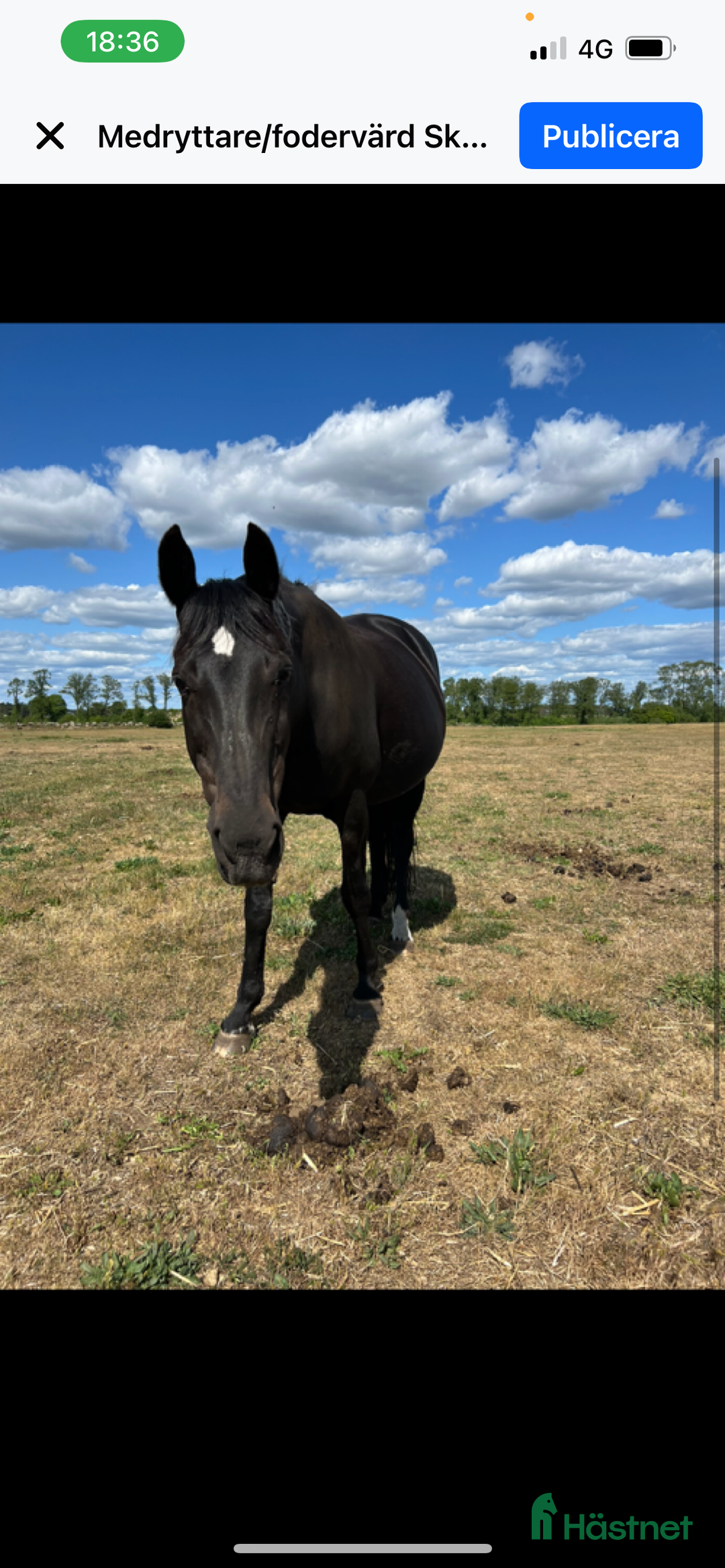  foderhäst finnes: Kwpn sto utlånas  i Nävlinge - Annons 2