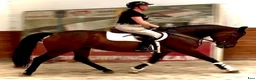 Allround hästar till salu: Luna – Kind & Versatile Mare | Great Jumper! 10yo - Annons 10