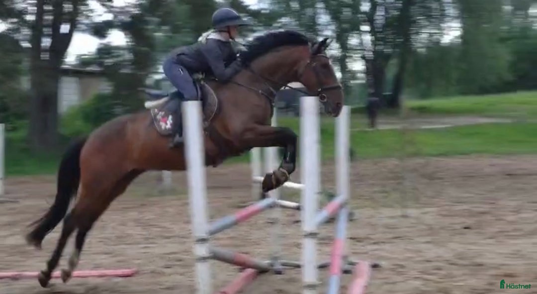 Hoppning hästar till salu: Gucci 2021 - Annons 10